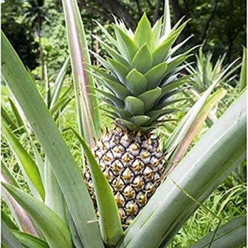 Ananas Comosus